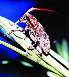 天牛红五3D彩吧图库268期，探索彩界的魅力与奇幻世界